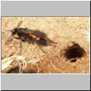 Anoplius viaticus - wegwespe-18.jpg